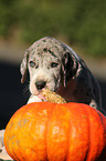 Great Dane Puppy