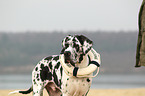 Great Dane portrait