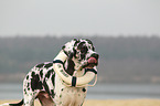 Great Dane portrait