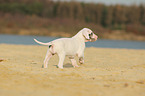 Great Dane puppy