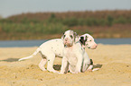 2 Great Dane puppies