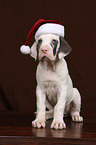 Great Dane puppy