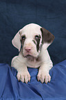 Great Dane puppy