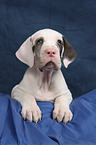 Great Dane puppy