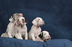 4 Great Dane puppies