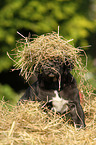 Great Dane Puppy