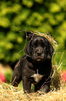 Great Dane Puppy