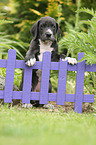 Great Dane Puppy in the countryside