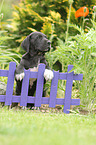 Great Dane Puppy in the countryside