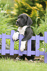 Great Dane Puppy in the countryside