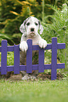 Great Dane Puppy in the countryside