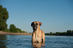 bathing Great Dane