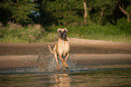 running Great Dane