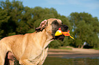 Great Dane portrait