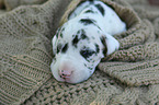 Great Dane Puppy