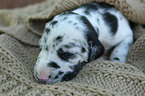 Great Dane Puppy