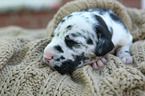 Great Dane Puppy