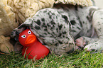 sleeping Great Dane Puppy