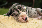 sleeping Great Dane Puppy