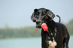 Great Dane Portrait