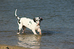 Great Dane in the water