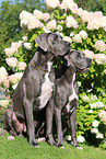 Great Danes