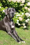 lying Great Dane