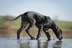 Great Dane Puppy