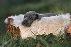 lying Great Dane Puppy