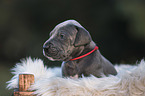 Great Dane Puppy portrait