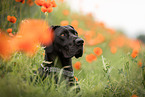 Great Dane in summer