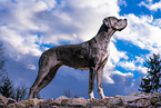 Great Dane