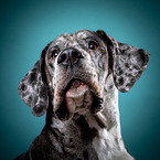 Great Dane Portrait