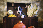 Great Dane Puppy