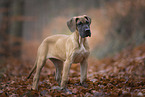 Great Dane pupp