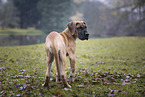 Great Dane pupp