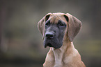 Great Dane pupp