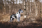 Great Dane