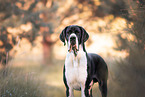 Great Dane