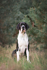 Great Dane