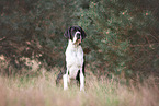 Great Dane