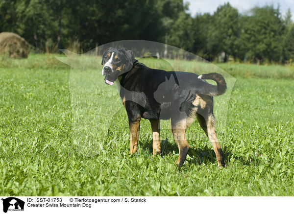 Greater Swiss Mountain Dog / SST-01753