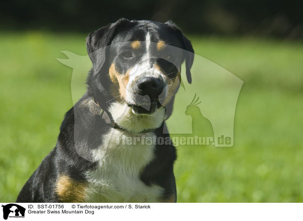 Groer Schweizer Sennenhund / Greater Swiss Mountain Dog / SST-01756