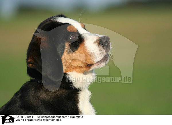 junger Groer Schweizer Sennenhund / young greater swiss mountain dog / IF-01054