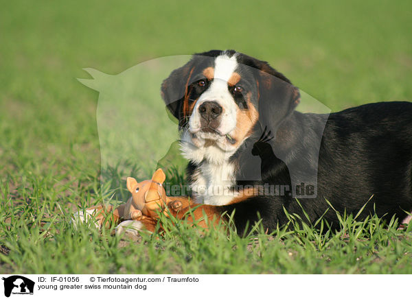 junger Groer Schweizer Sennenhund / young greater swiss mountain dog / IF-01056
