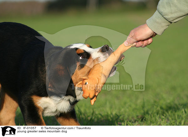 junger Groer Schweizer Sennenhund / young greater swiss mountain dog / IF-01057