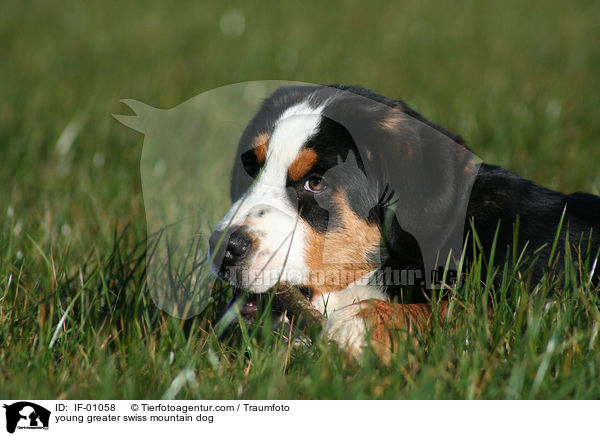young greater swiss mountain dog / IF-01058