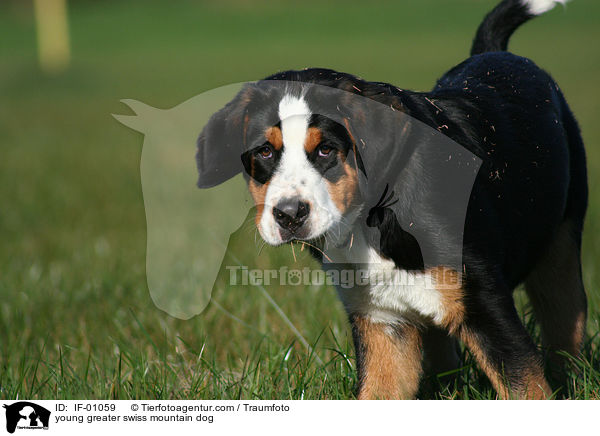 young greater swiss mountain dog / IF-01059