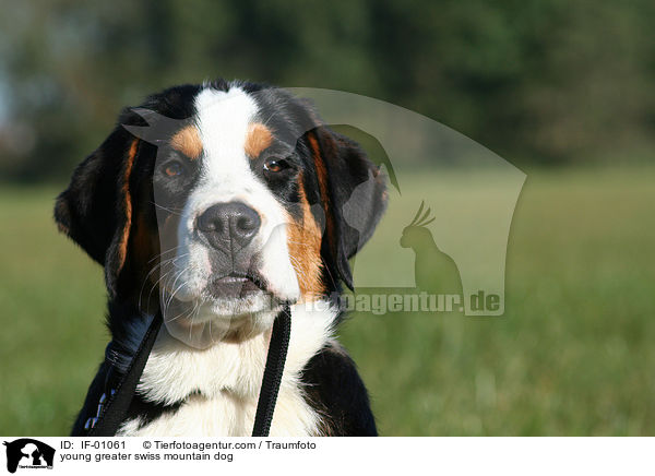 young greater swiss mountain dog / IF-01061