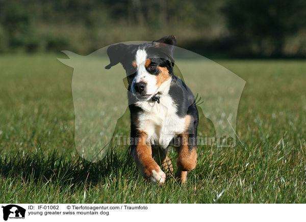 young greater swiss mountain dog / IF-01062
